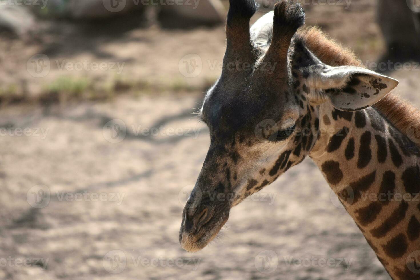 adorabile nubiano giraffa guardare giù a il terra foto