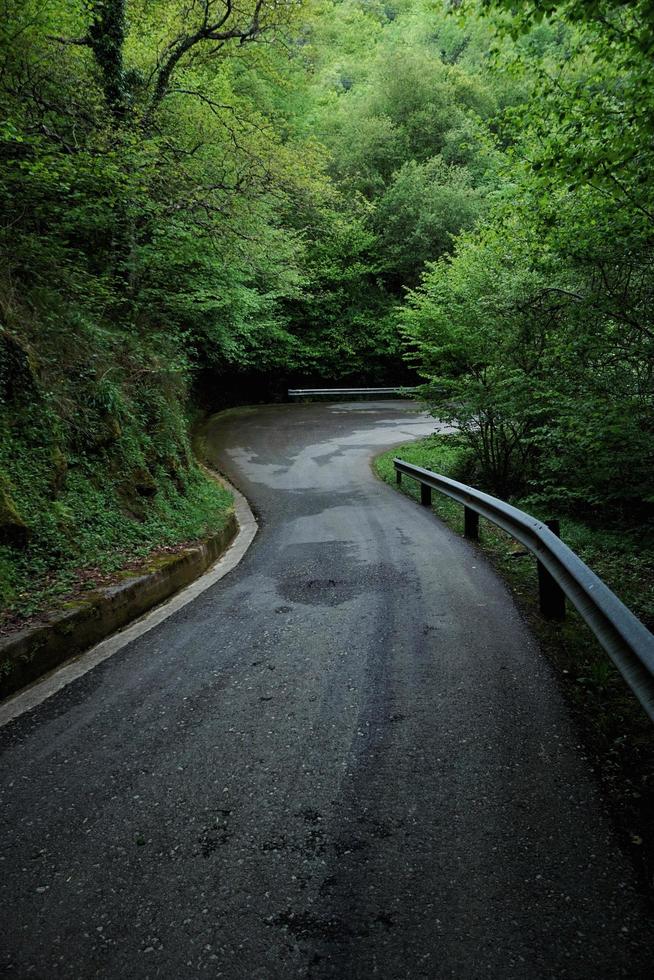 strada con vegetazione verde nella foresta foto