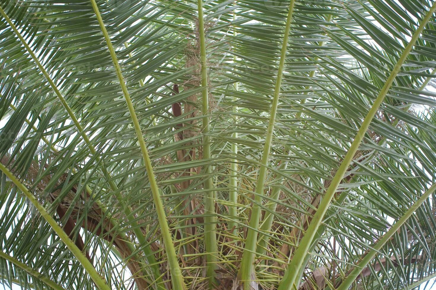 verde palma foglia formatura un interessante originale naturale sfondo foto