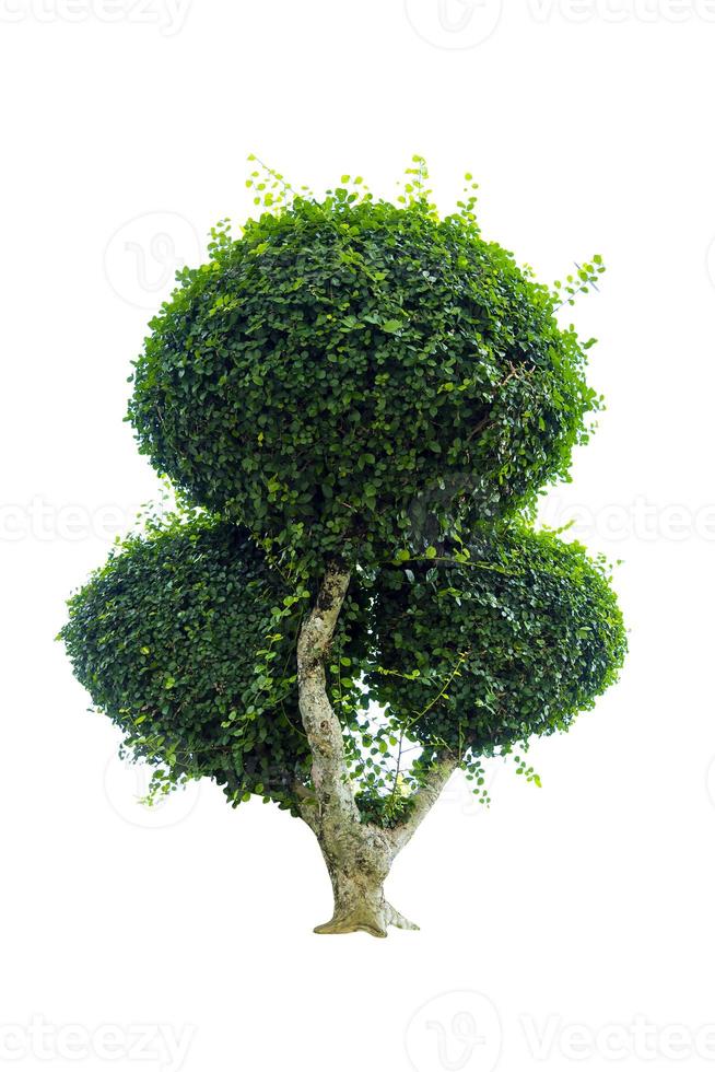 albero dei bonsai, foglie verdi, isolato su uno sfondo bianco oggetti naturali foto