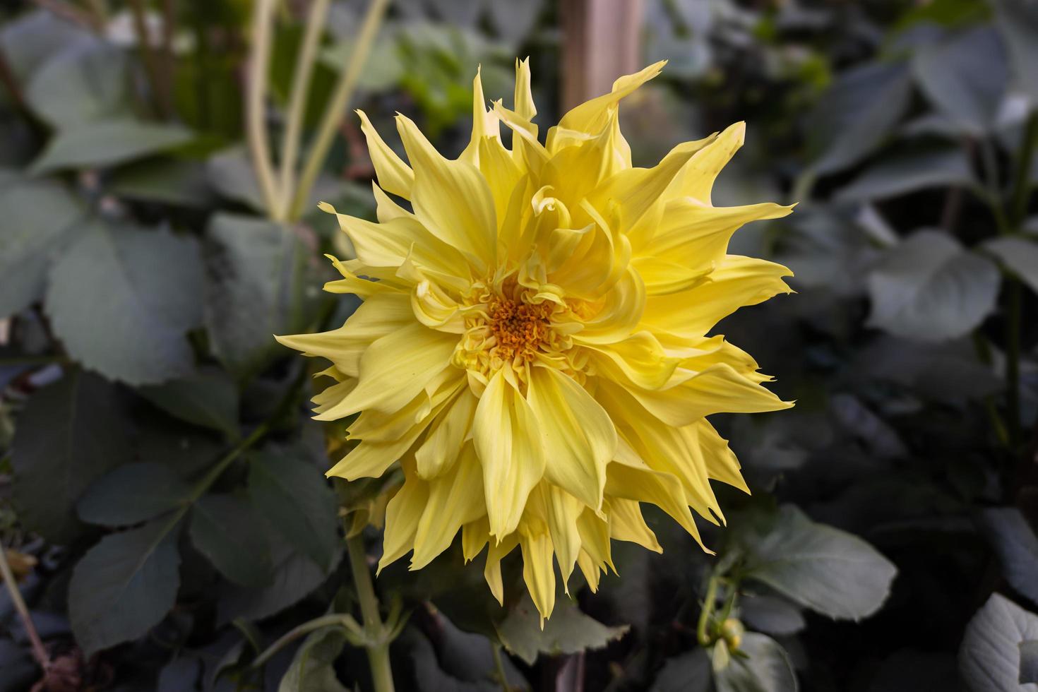 primo piano di un bellissimo fiore giallo dalia che sboccia nel giardino. foto