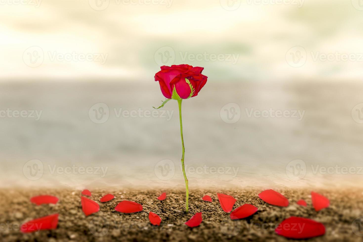 una rosa romantica sulla terra dell'amore che è fatta come simbolo di amore e libertà. foto