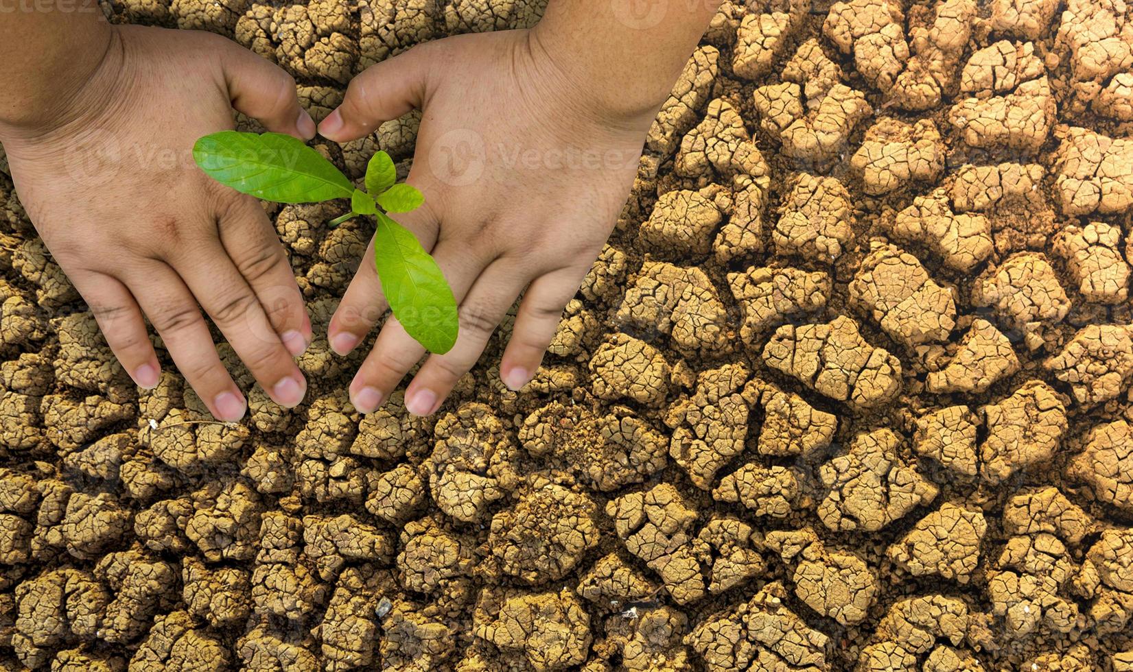 piantare alberi, amare l'ambiente e proteggere la natura nutrire le piante giornata mondiale dell'ambiente per aiutare il mondo ad apparire bello foto