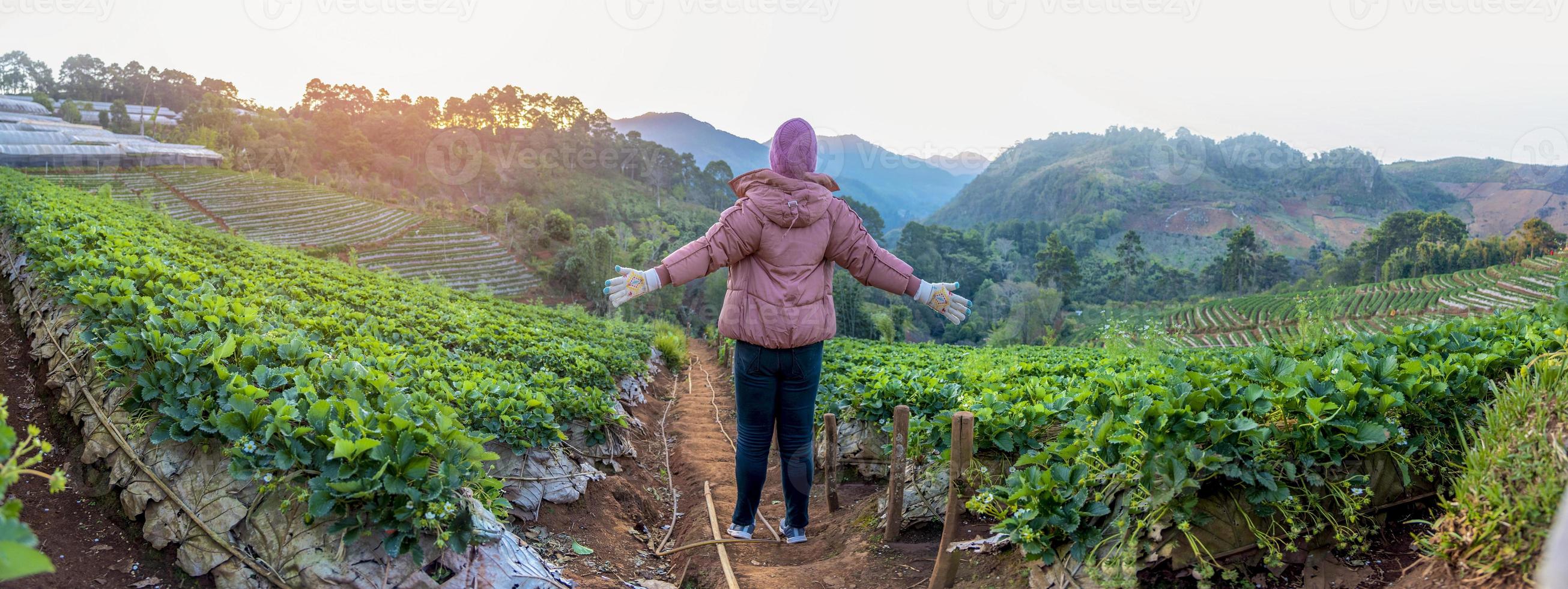 fattoria di fragole di angkhang, provincia di chiang mai foto