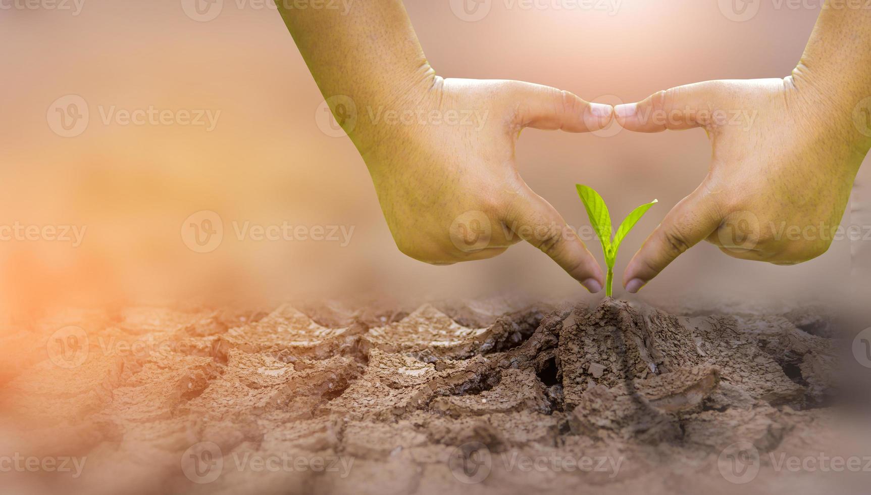 il concetto di ripristino ambientale la crescita di piantine su terreno screpolato, terreno screpolato nella stagione secca colpita dal riscaldamento globale provoca cambiamenti climatici, carenza idrica. foto