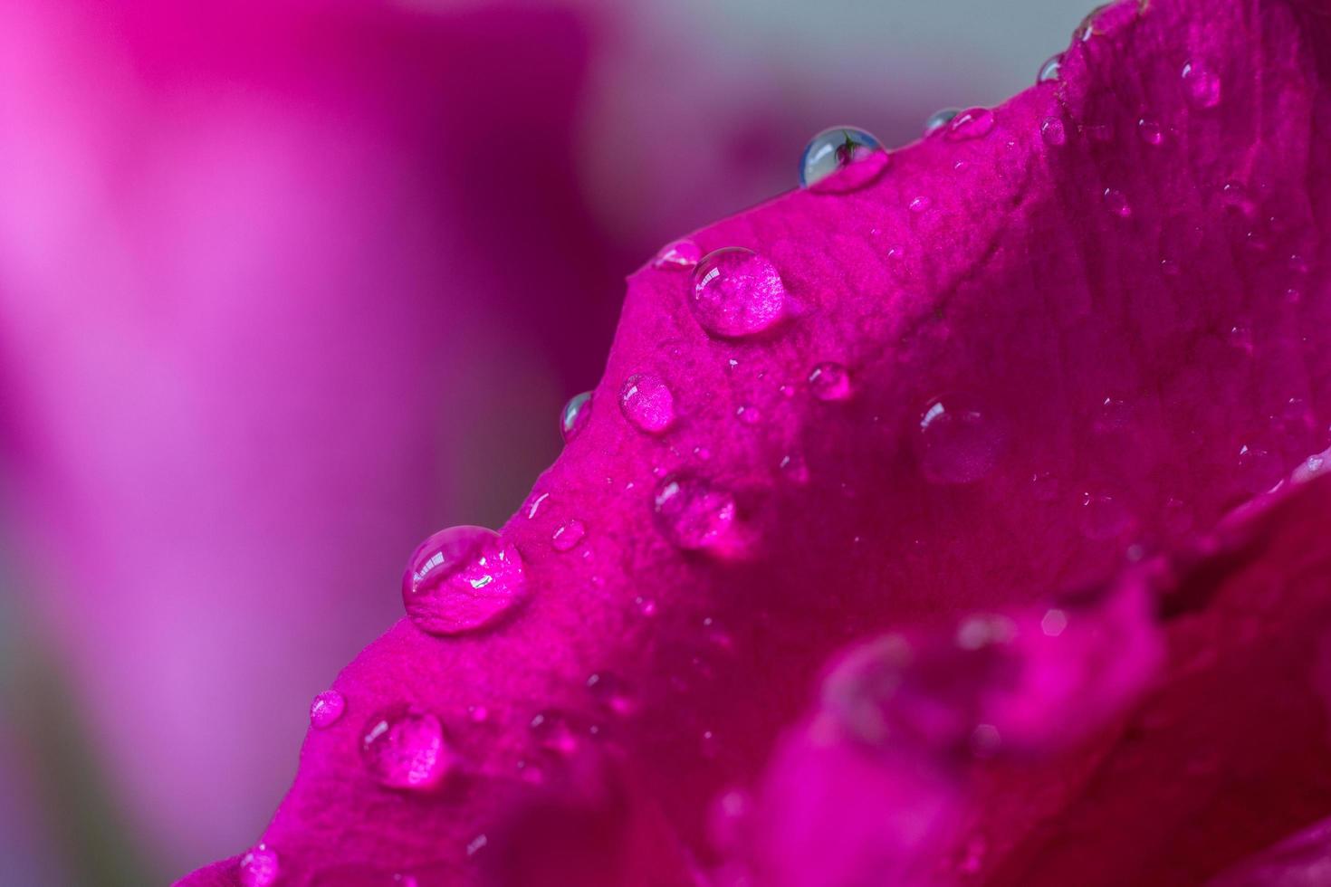 goccioline d'acqua su petali di rosa rosa foto