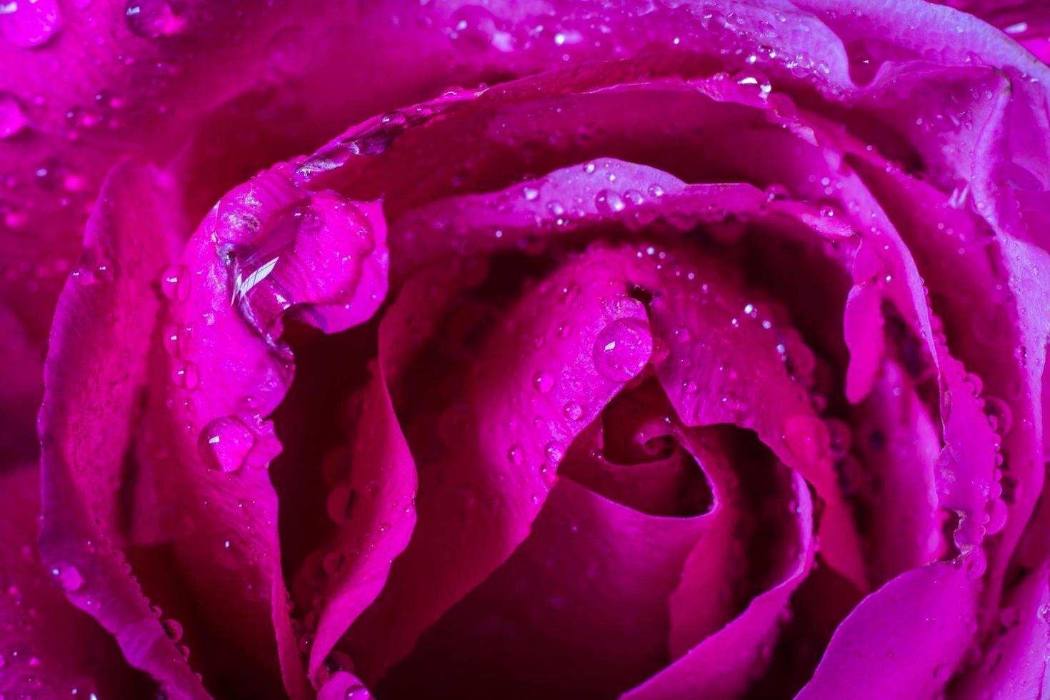 goccioline d'acqua su petali di rosa rosa foto