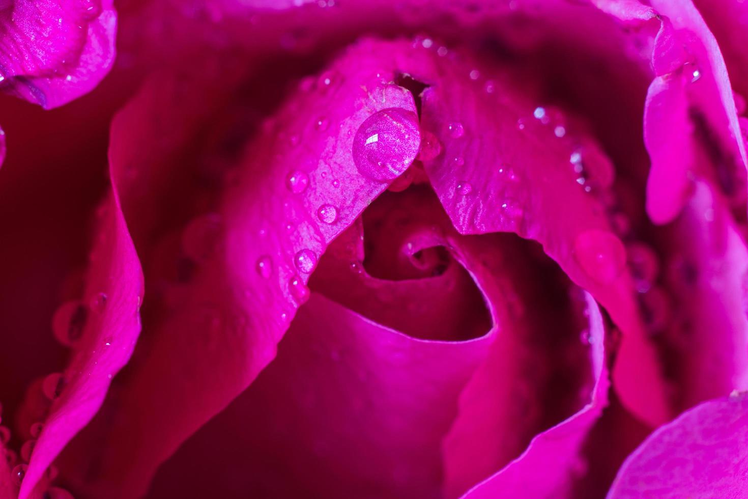 goccioline d'acqua su petali di rosa rosa foto