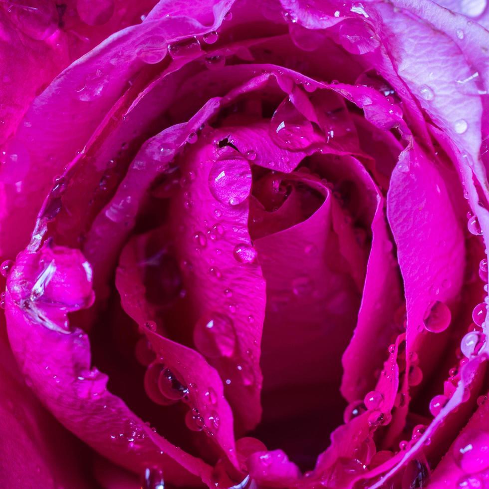 goccioline d'acqua su petali di rosa rosa foto