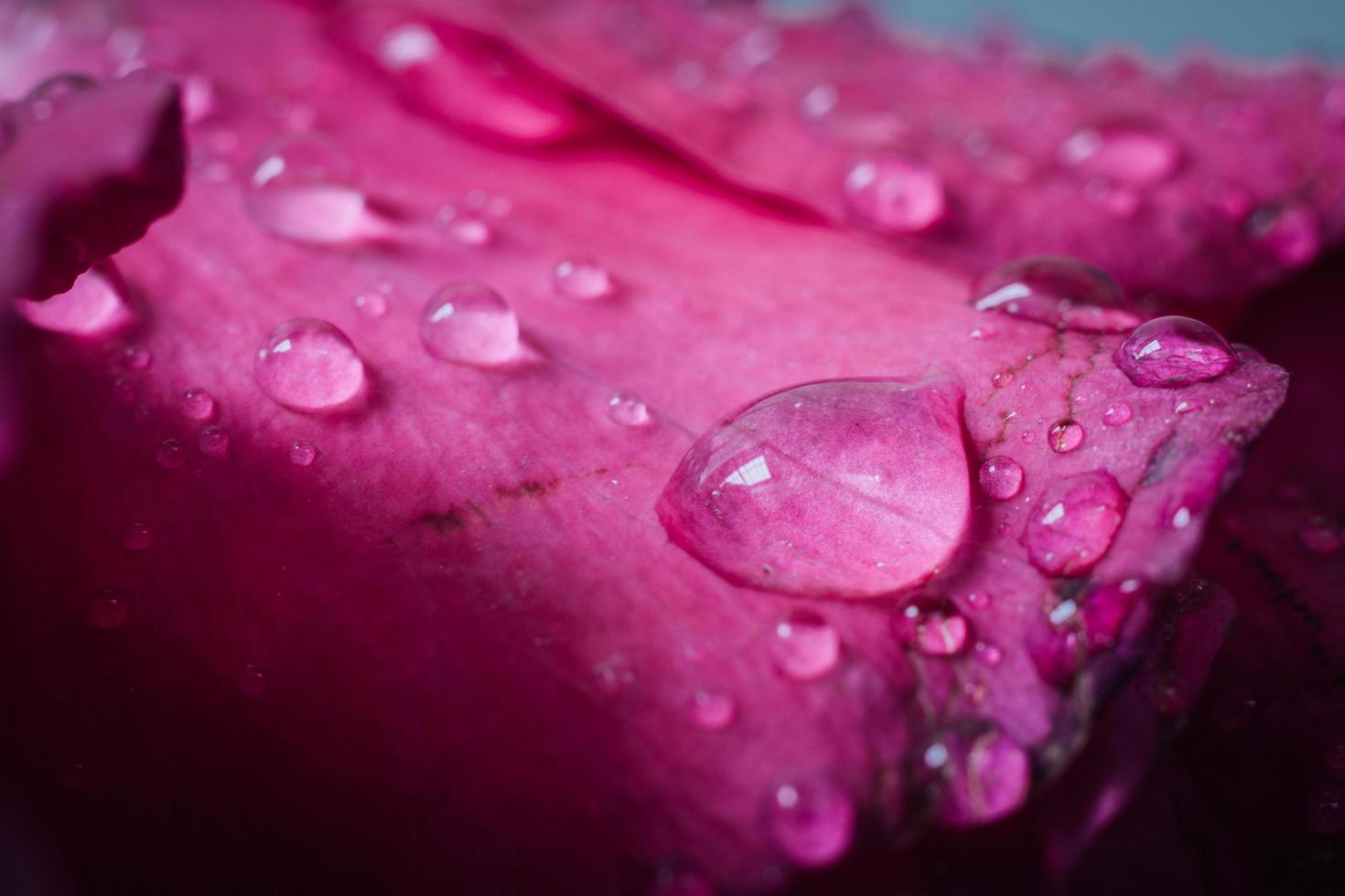 goccioline d'acqua su petali di rosa rosa foto