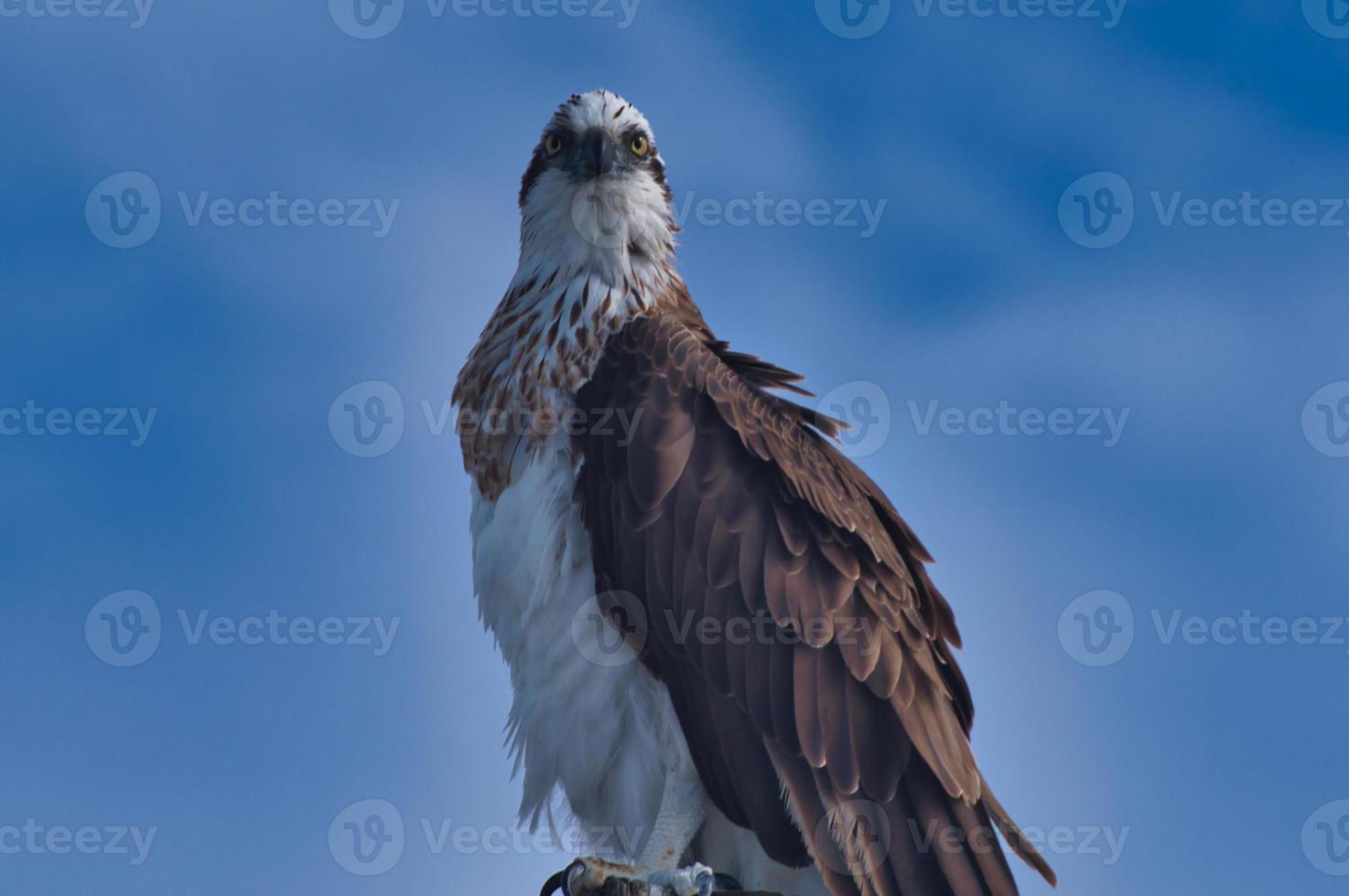 falco pescatore orientale pandion cristatus urangan pier foto