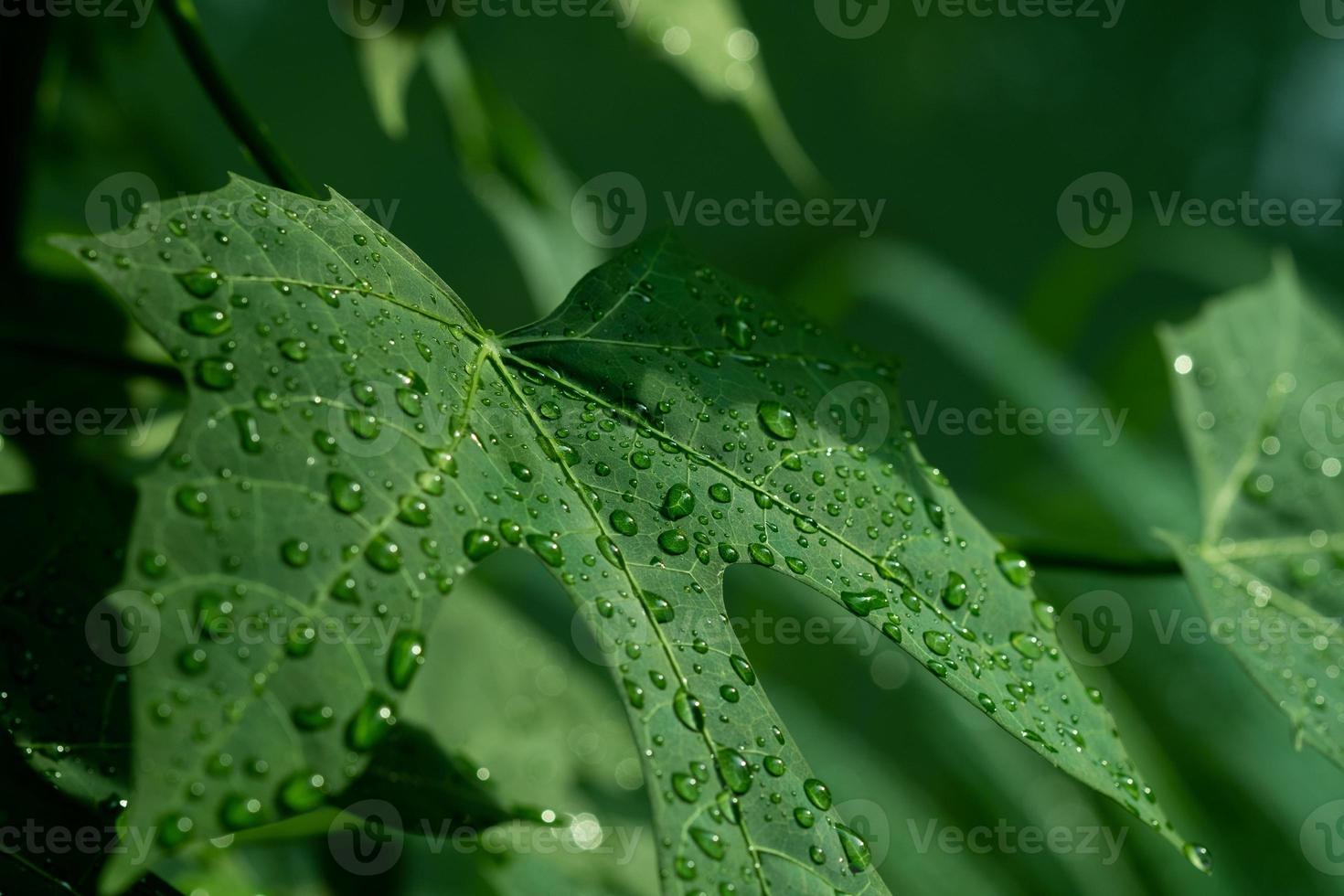 acqua in congedo sfondo, foglia verde natura foto