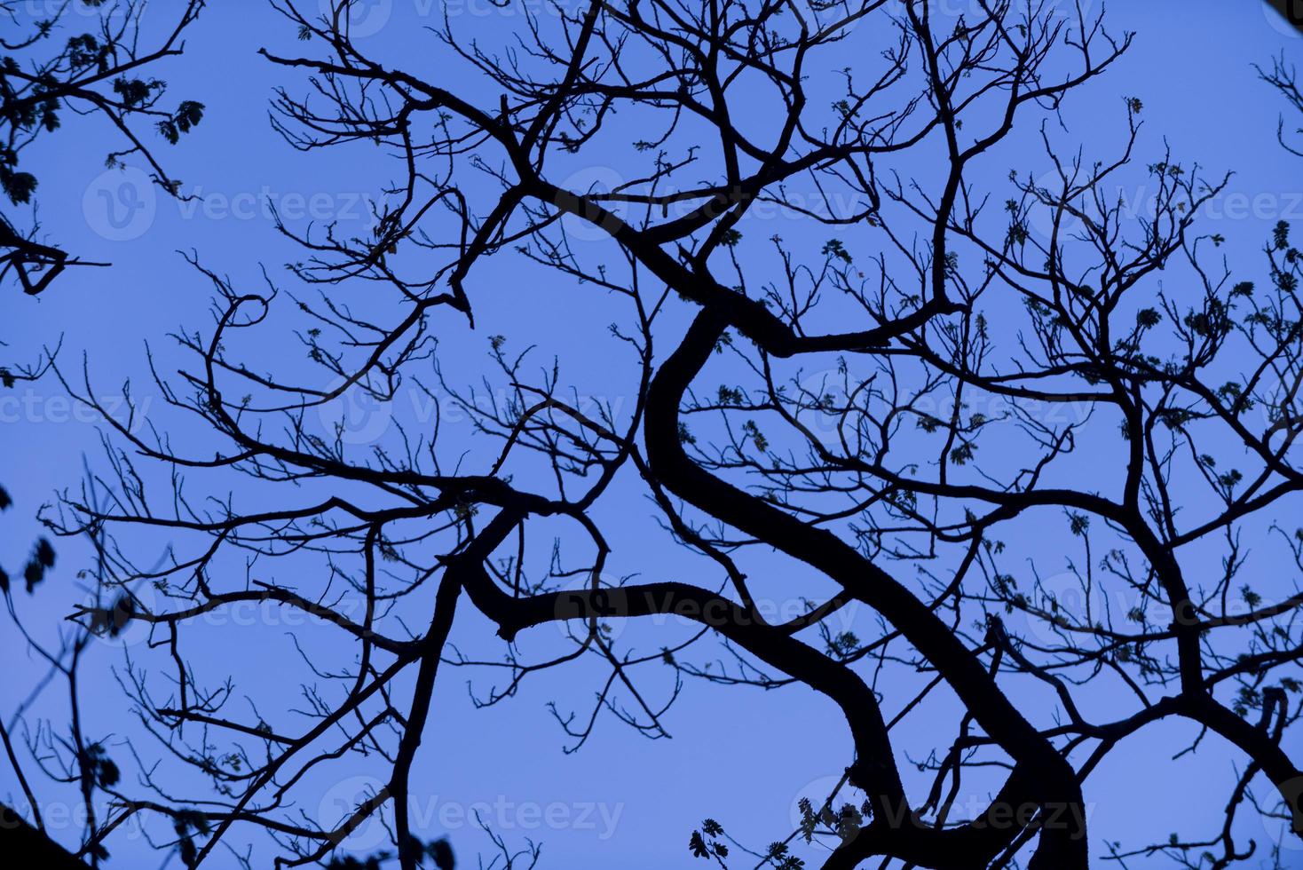 silhouette di alberi con un bel cielo sullo sfondo, foresta foto