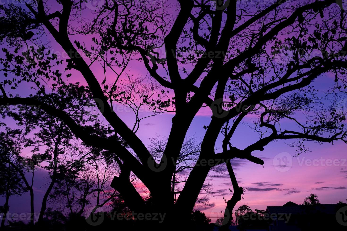 silhouette di alberi con un bellissimo sfondo del cielo, foresta foto