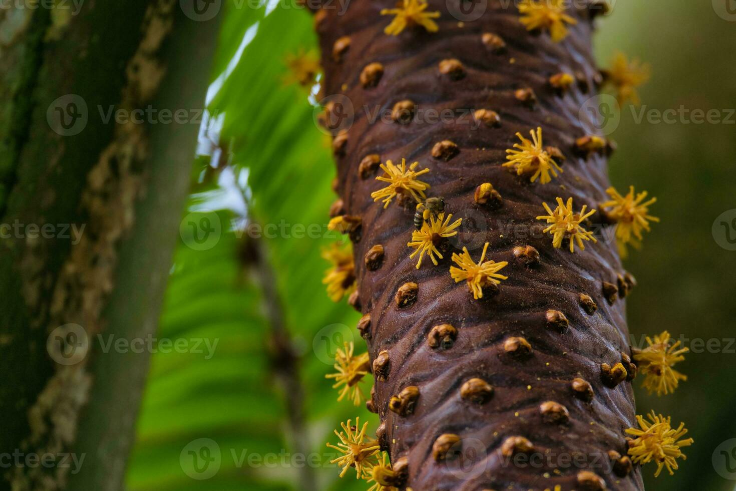 avvicinamento di cocco de mer posta frutta, con ape assunzione il nettare, mahe seychelles. foto