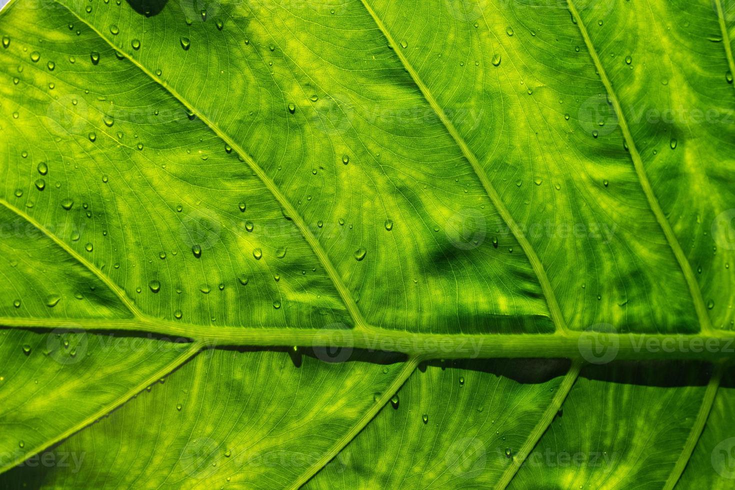 acqua in congedo sfondo, foglia verde natura foto