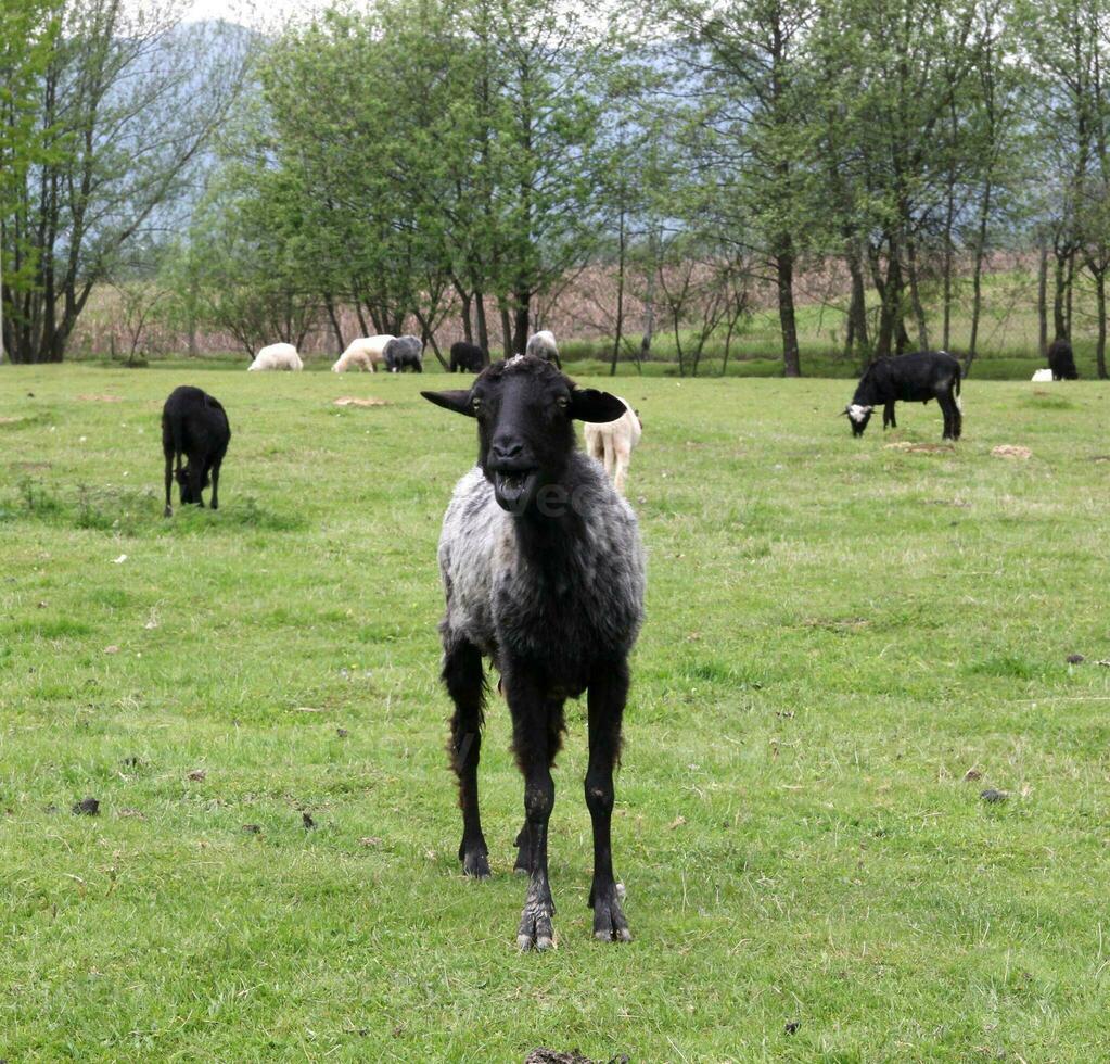 nero capra in piedi su un' verde campo foto