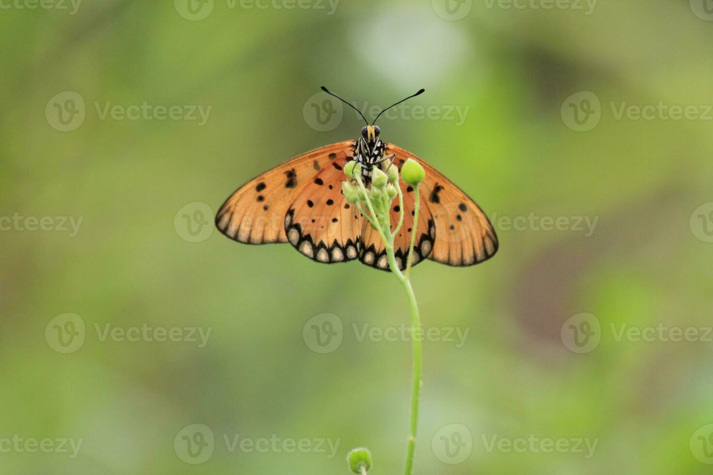 un' bellissimo farfalla arroccato su un' selvaggio pianta durante un' molto soleggiato giorno foto
