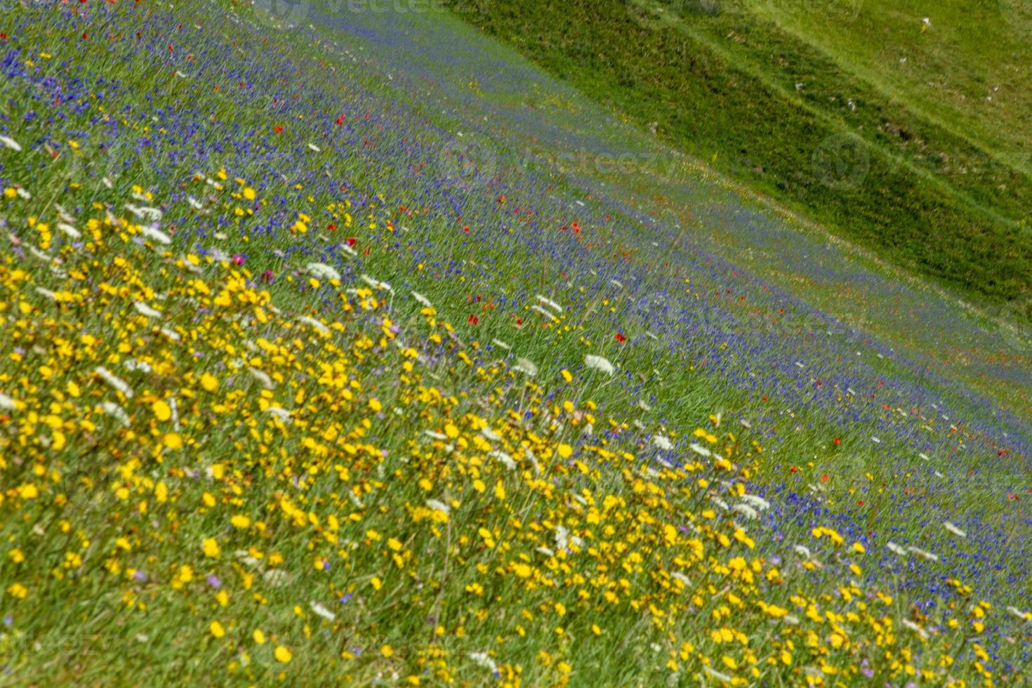 castelluccio di norcia e la sua natura fiorita foto