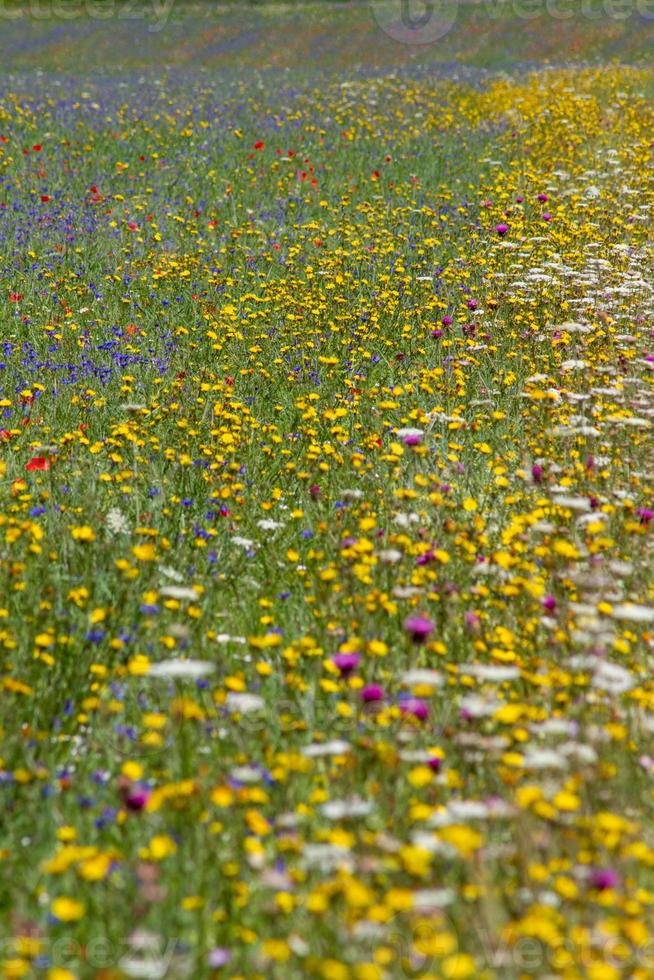 castelluccio di norcia e la sua natura fiorita foto