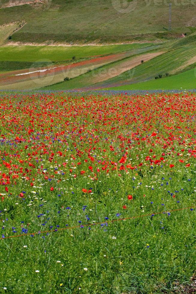 castelluccio di norcia e la sua natura fiorita foto