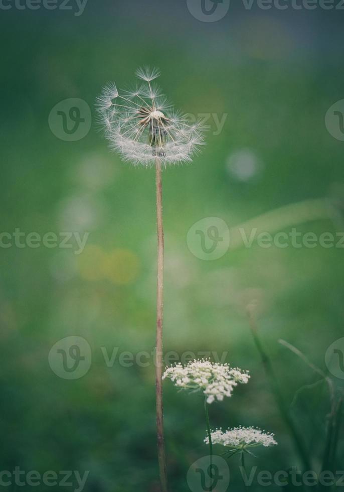 romantico seme di fiore di tarassaco nella stagione primaverile foto