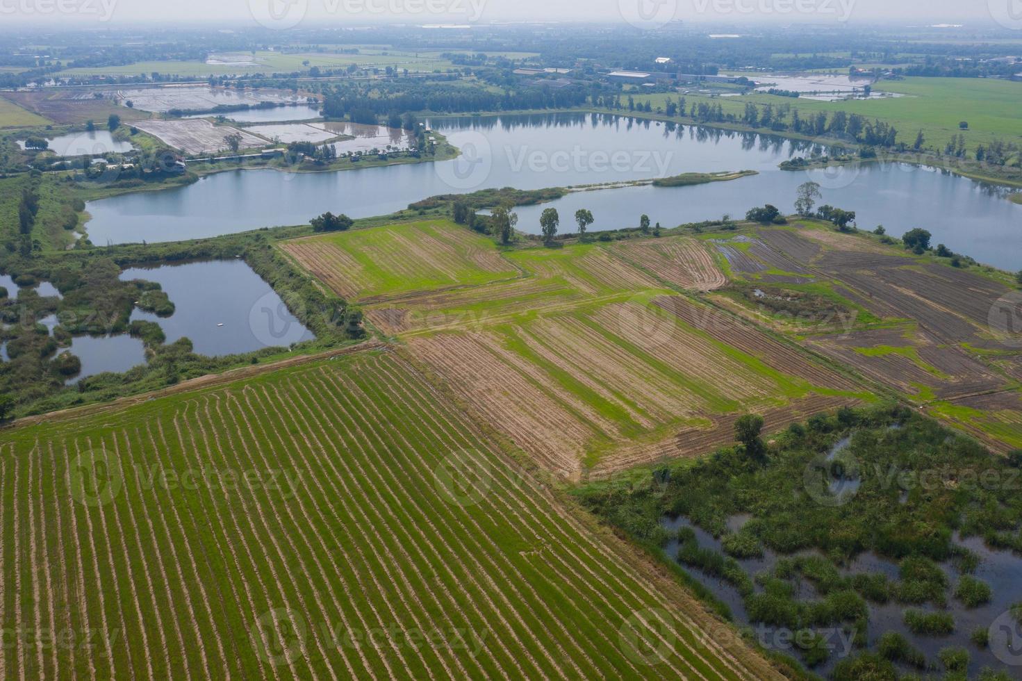 vista aerea dal drone volante del riso di campo con il paesaggio verde sullo sfondo della natura, vista dall'alto del campo di riso foto