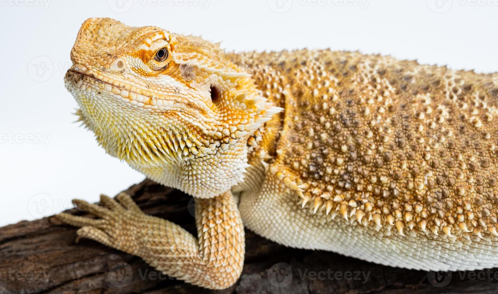 drago barbuto su sfondo bianco foto