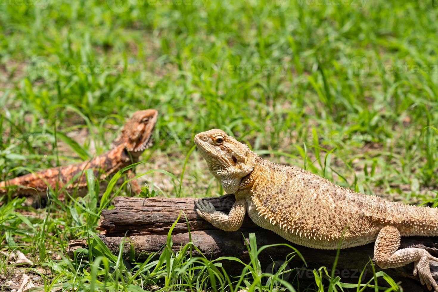 drago barbuto a terra con sfondo sfocato foto