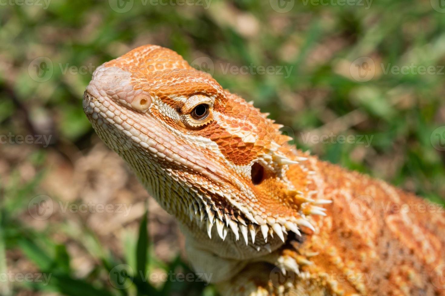 drago barbuto a terra con sfondo sfocato foto