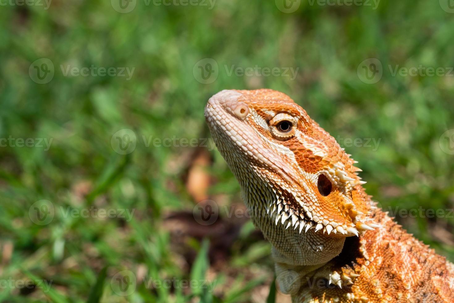 drago barbuto a terra con sfondo sfocato foto