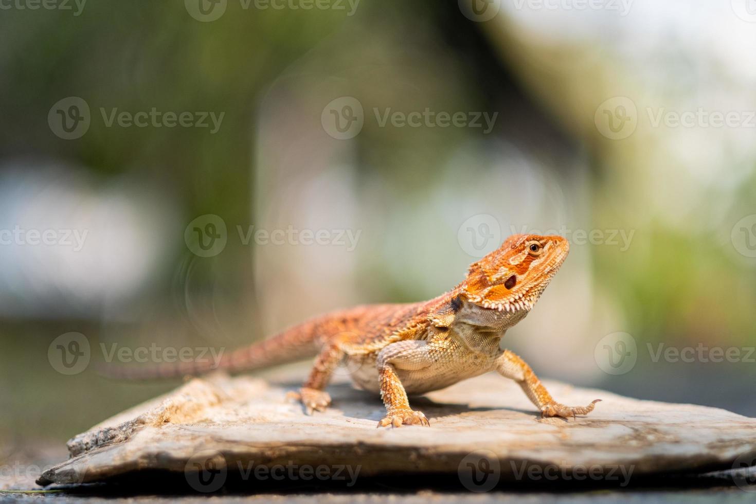 drago barbuto a terra con sfondo sfocato foto