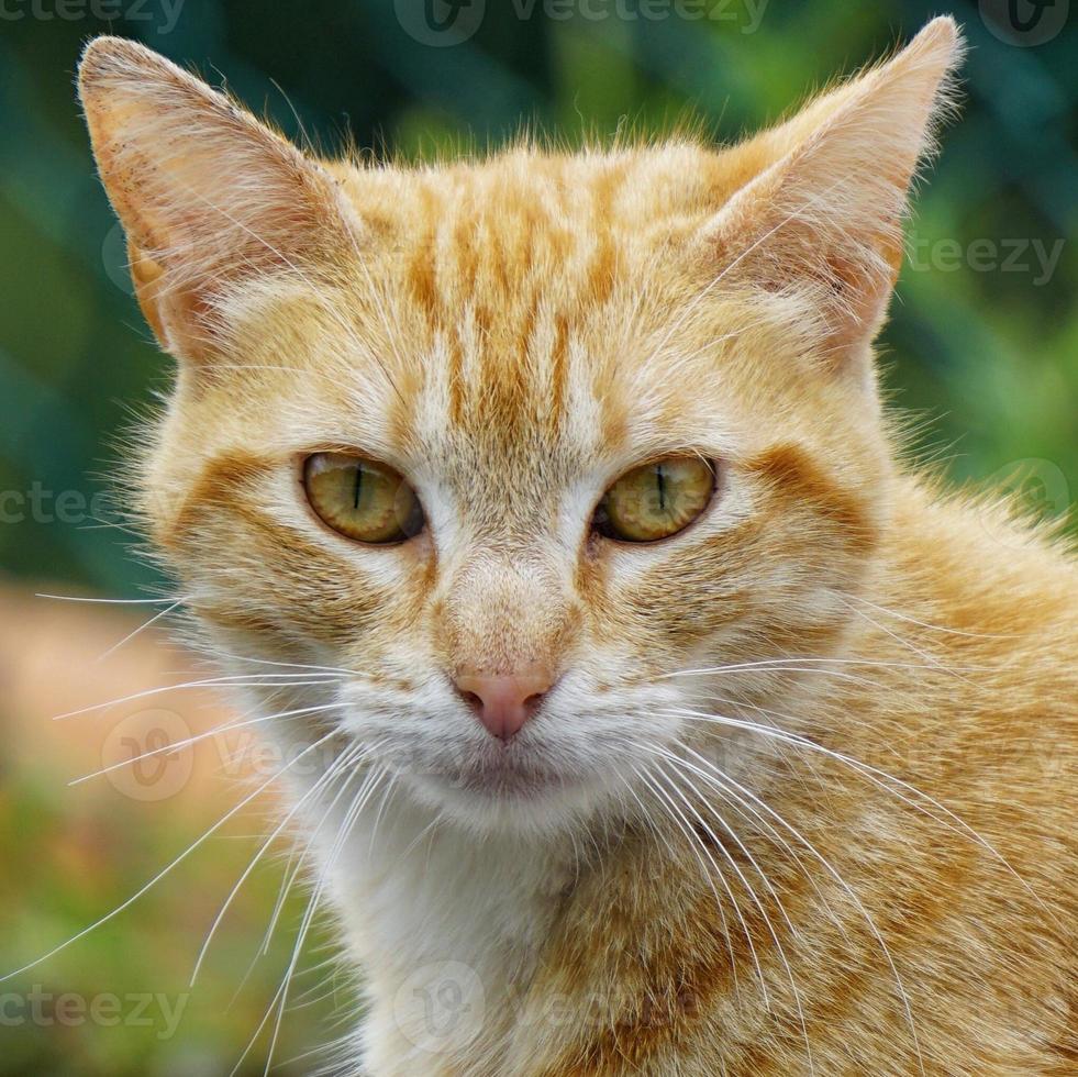 bellissimo ritratto di gatto randagio foto