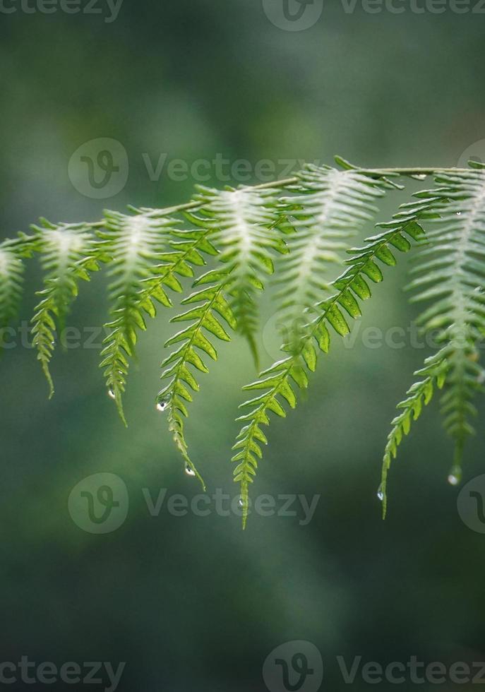 foglie di felce verde in primavera foto