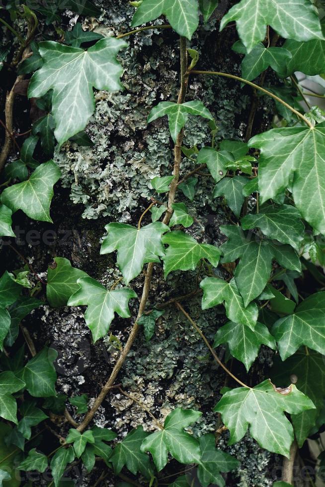 foglie di piante verdi nella natura in primavera foto