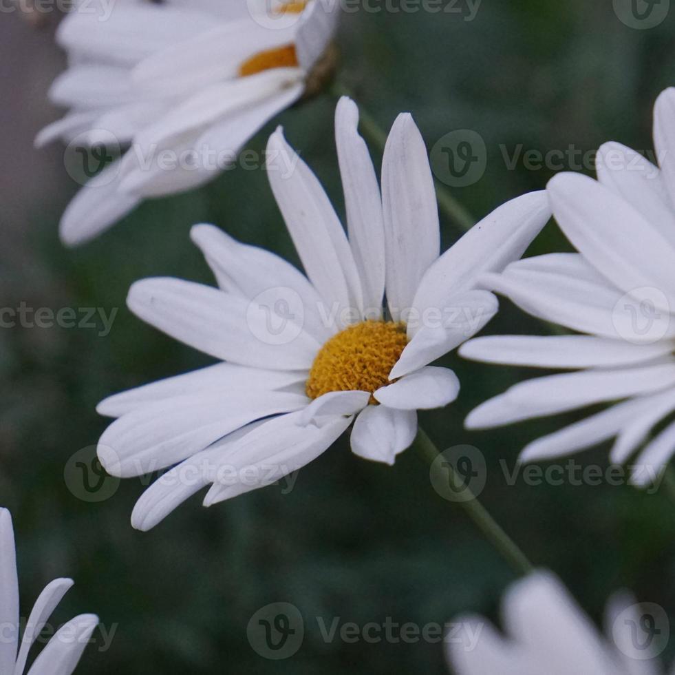 romantico fiore margherita bianca nel giardino nella stagione primaverile foto