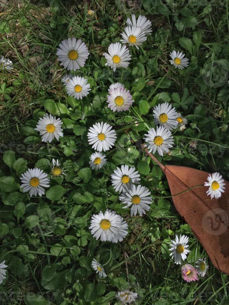 romantico fiore margherita bianca nel giardino nella stagione primaverile foto