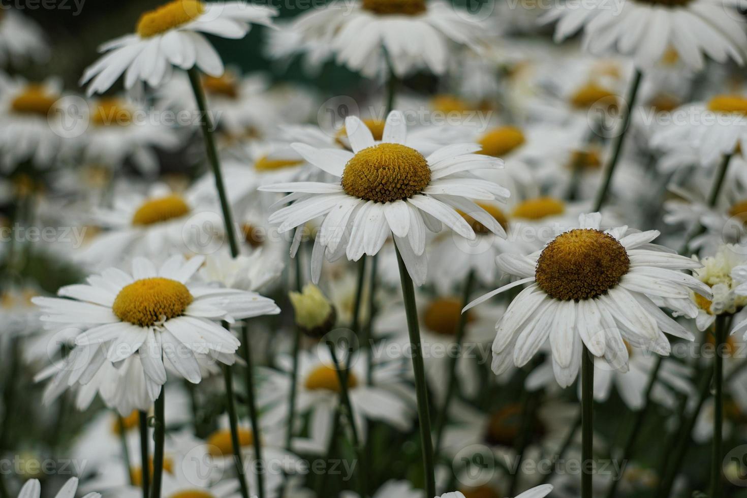 romantico fiore margherita bianca nel giardino nella stagione primaverile foto