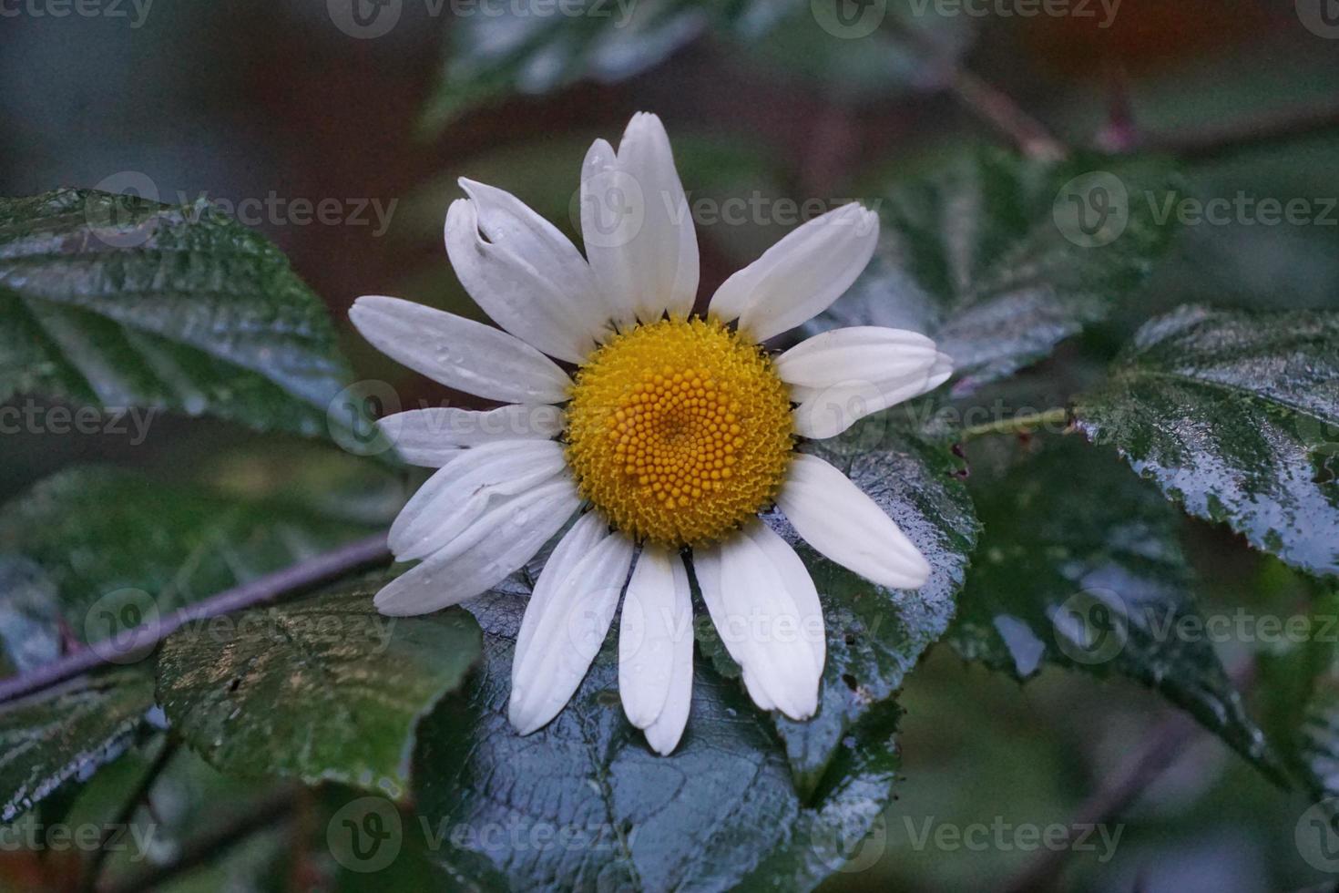 romantico fiore margherita bianca nel giardino nella stagione primaverile foto