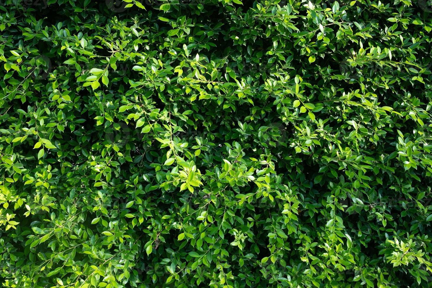 sfondo del muro di foglie verdi, sfondo della natura del muro di foglie foto