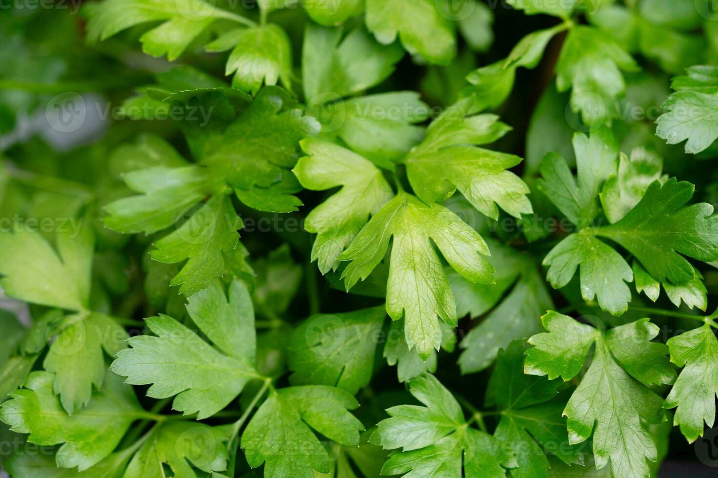 fresco verde prezzemolo o secco e strofinato prezzemolo petroselinum croccante foto