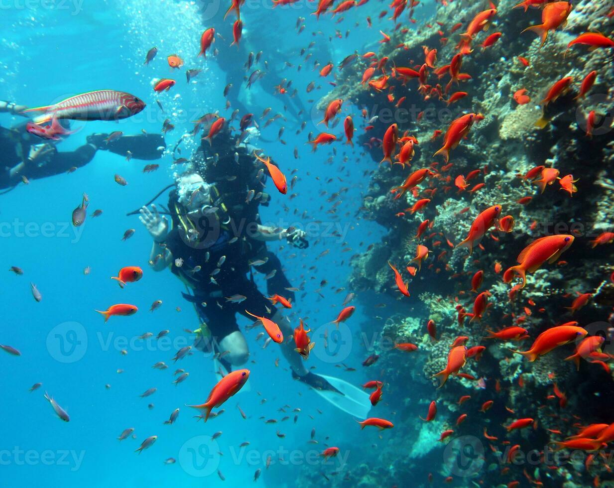 immersione nel il rosso mare nel Egitto, tropicale scogliera foto