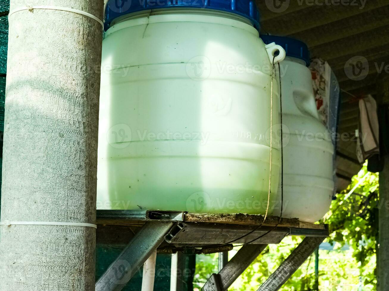 verde acqua fioriture nel il sole. piccolo verde microrganismi moltiplicare rapidamente nel il sole nel un' contenitore di acqua. foto