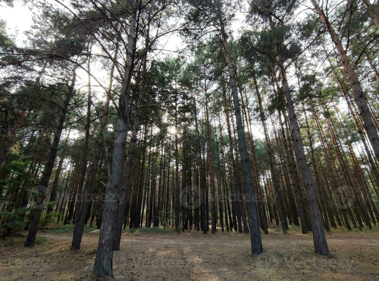 alto pini boschi, natura sfondo, bellissimo foresta sfondo foto