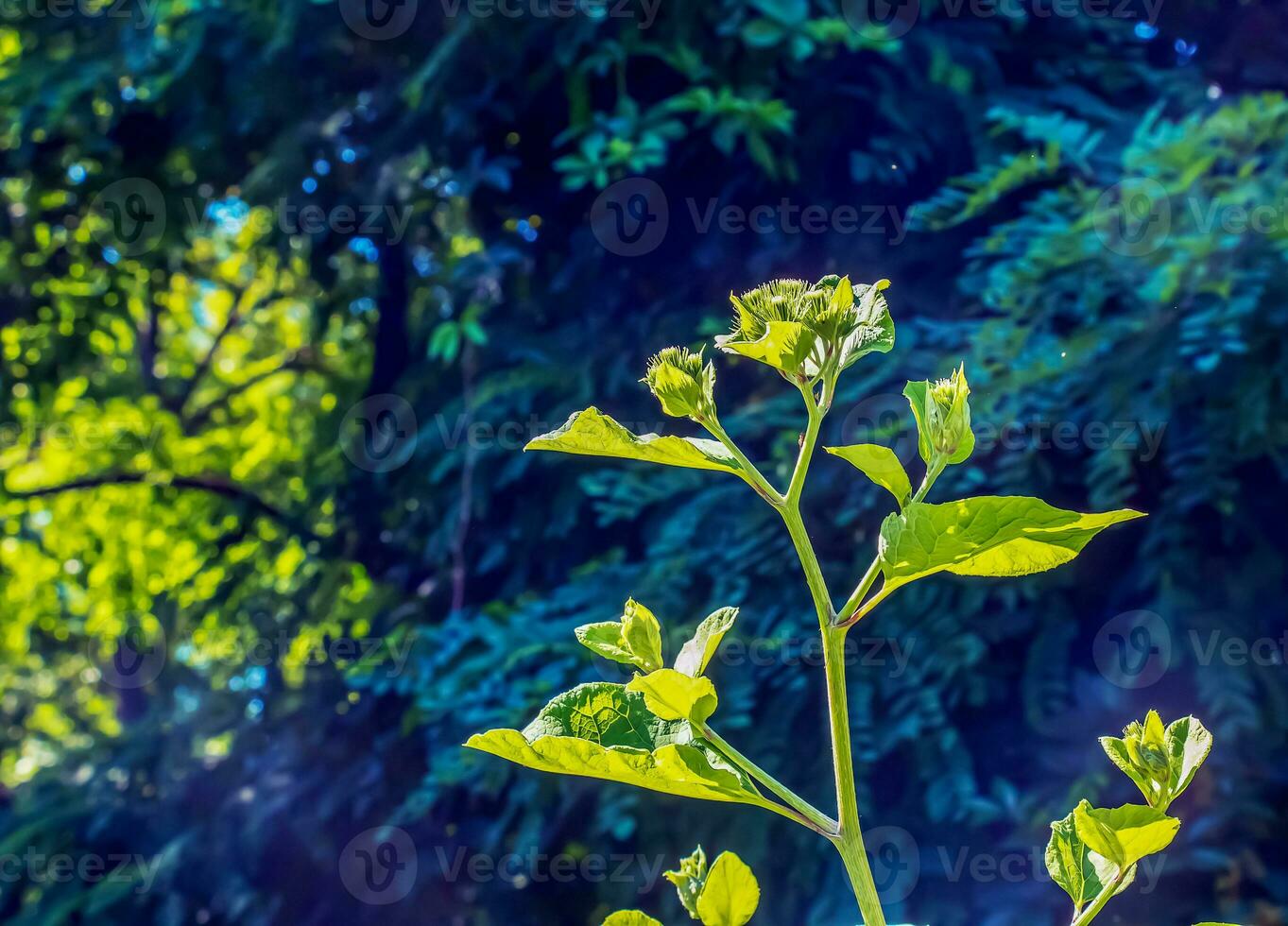 arctium lappa. arctium lappa, maggiore bardana, commestibile bardana, lappa, del mendicante pulsanti, spinoso bava, o contento maggiore è un' eurasiatico specie di impianti nel il famiglia asteracee. foto