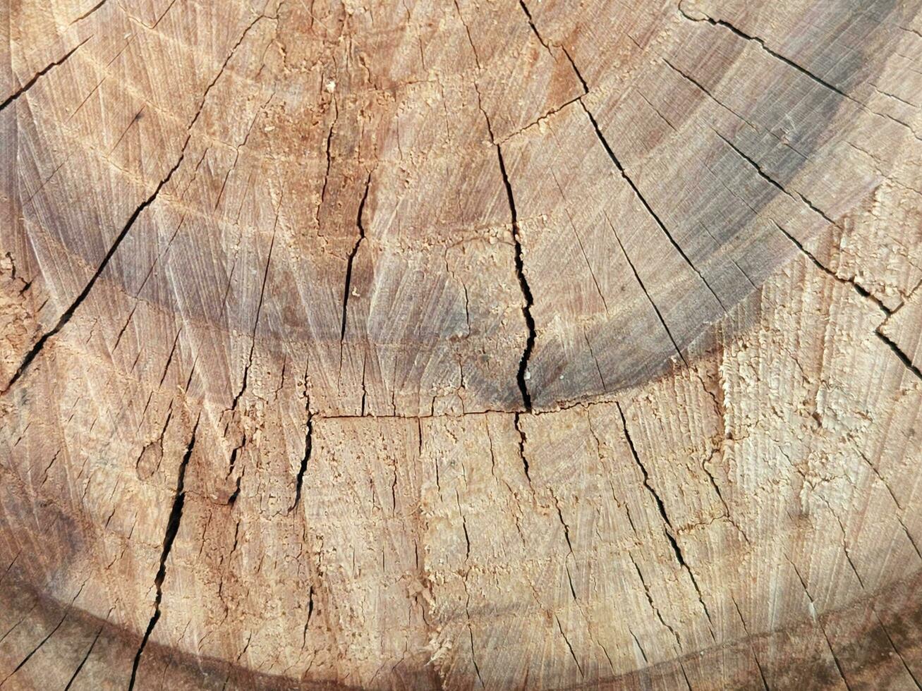 fine tagliare di un' albero. struttura di il fine di il tronco d'albero. log tagliare foto