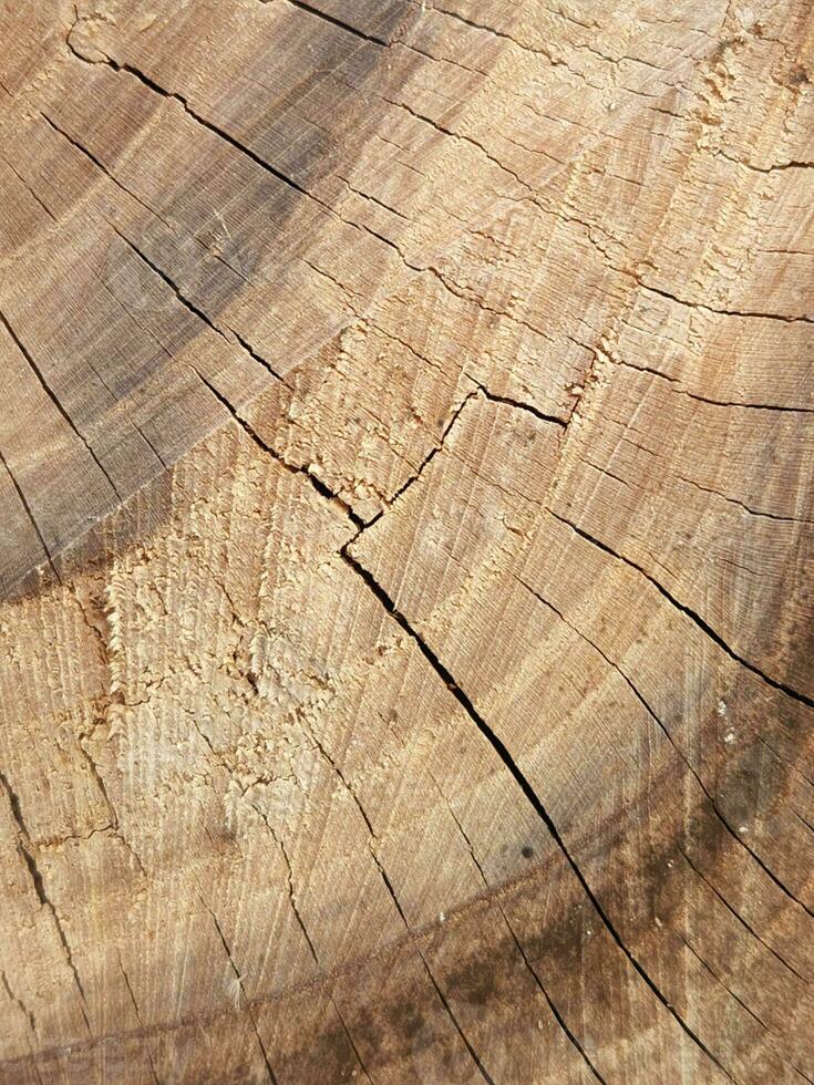 fine tagliare di un' albero. struttura di il fine di il tronco d'albero. log tagliare foto