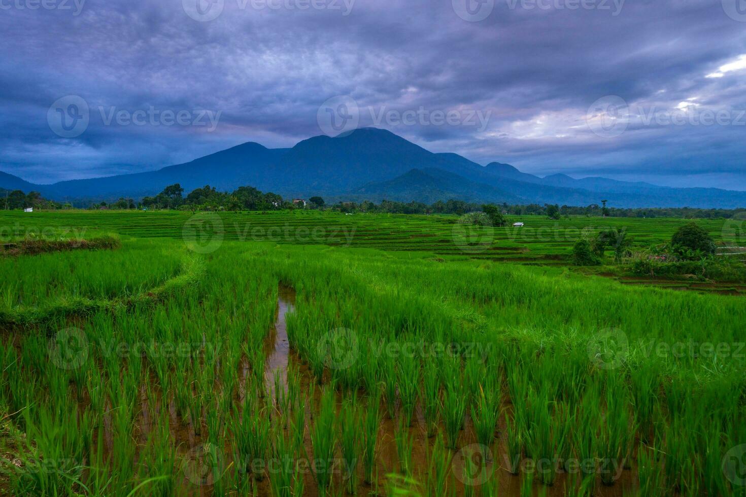 bellissimo mattina Visualizza Indonesia panorama paesaggio risaia i campi con bellezza colore e cielo naturale leggero foto