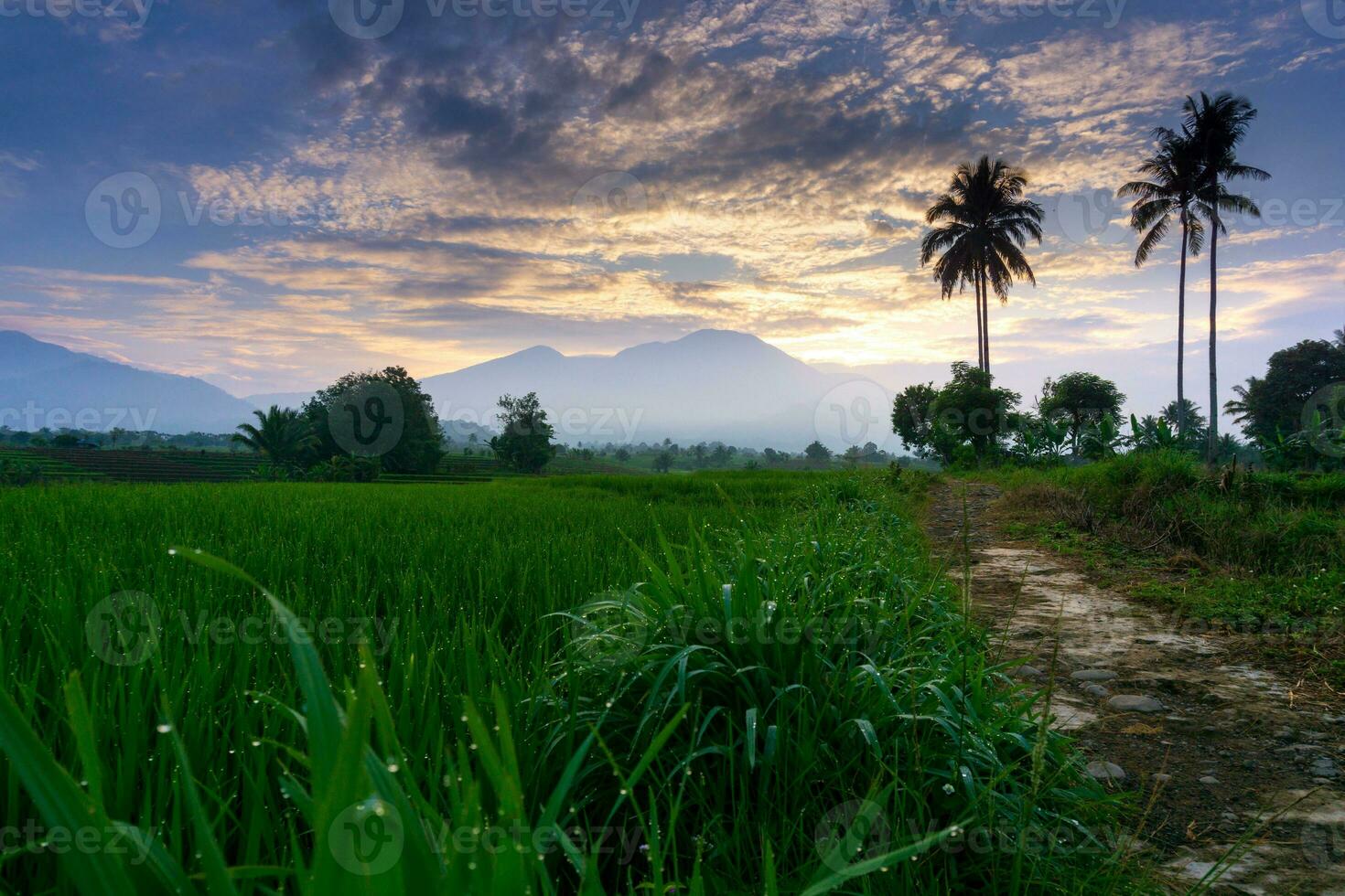 bellissimo mattina Visualizza Indonesia panorama paesaggio risaia i campi con bellezza colore e cielo naturale leggero foto