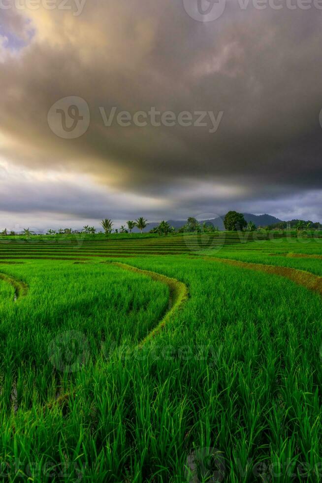 bellissimo mattina Visualizza Indonesia panorama paesaggio risaia i campi con bellezza colore e cielo naturale leggero foto